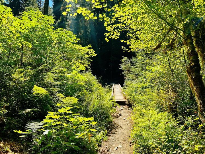 Feeling the peaceful vibes of #OlympicNationalPark. Surrounded by lush greenery, the forest is alive with nature's beauty 🌿🍃 #hikingadventures #naturelovers #ihikedthat #pnw