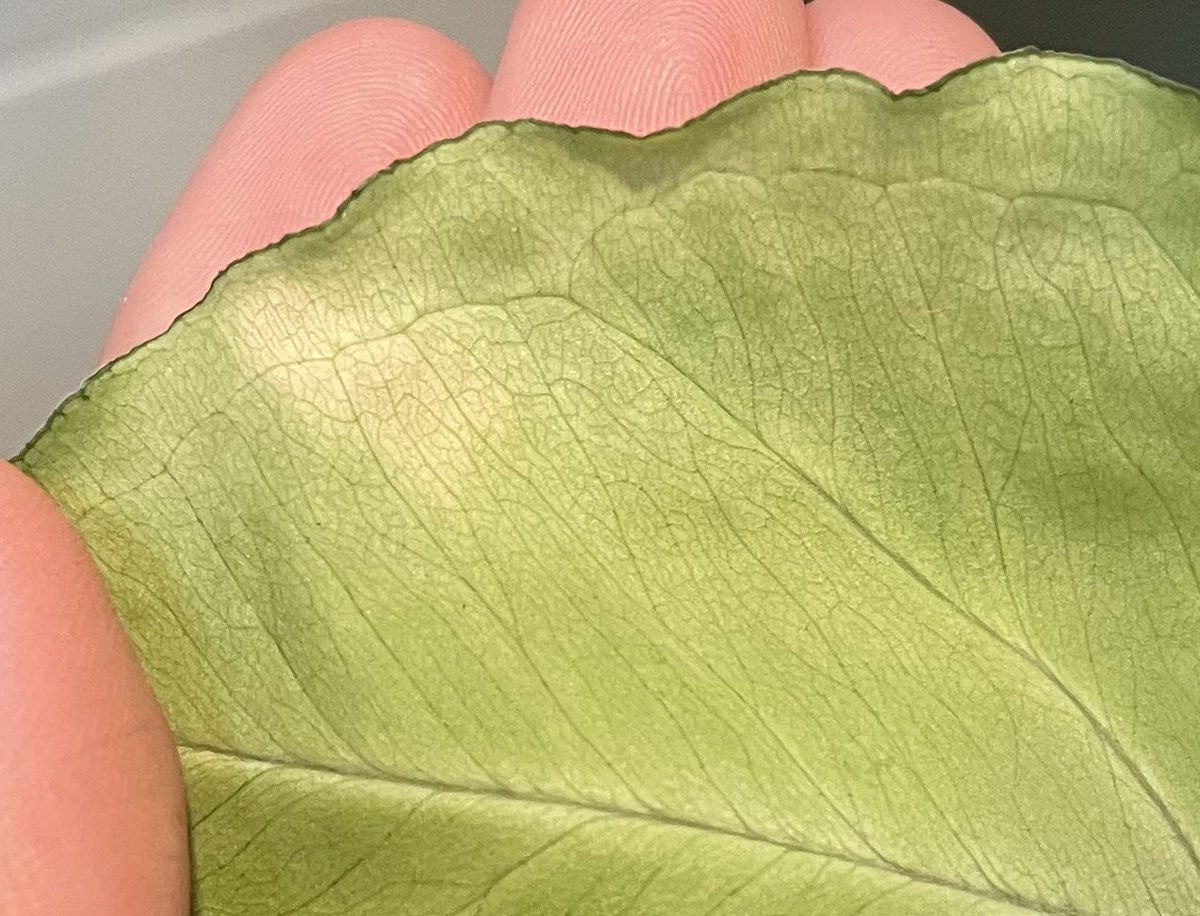 저희집 싱고니움 실버홀리인데요... 이렇게 잎 군데군데 베이지색으로 변하는 거 왜그러는지 아시는 분 계시나요... 벌레는 없는 것 같은데...