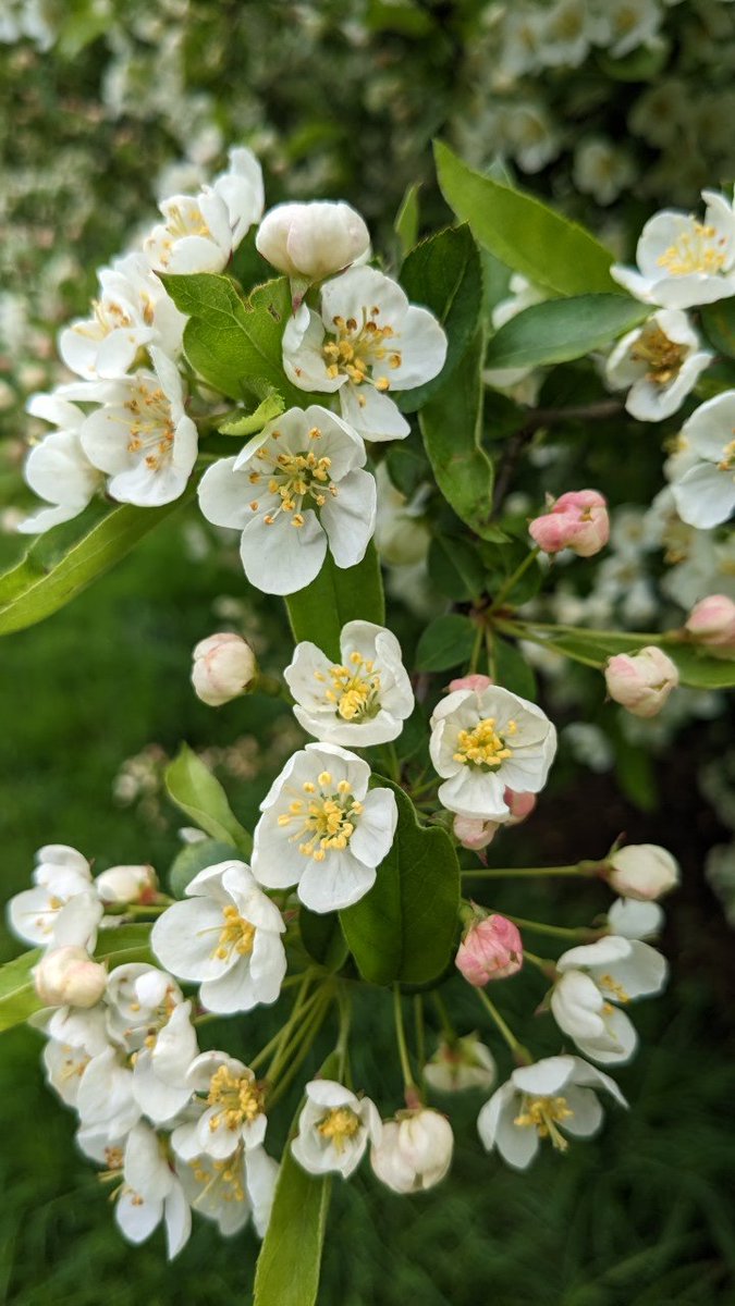 Gardenwilde_'s tweet photo. So much blossom. This tree was humming with bees #BlossomWatch @NationalTrustNI #rowallane #flowers https://t.co/bu1ZrScldq