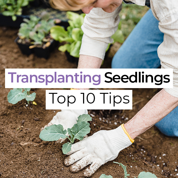active_grow's tweet photo. 🌞Follow our Top 10 Tips for transplanting seedlings outdoors and get ready to see some serious growth in your garden!
https://t.co/01QdyoxC0Z
#activegrowled #gardeningtips #transplantingseedlings #outdoorgardening #greenthumb #growyourown #gardenlove #plantlife #healthyplants https://t.co/L7jqF627Fb