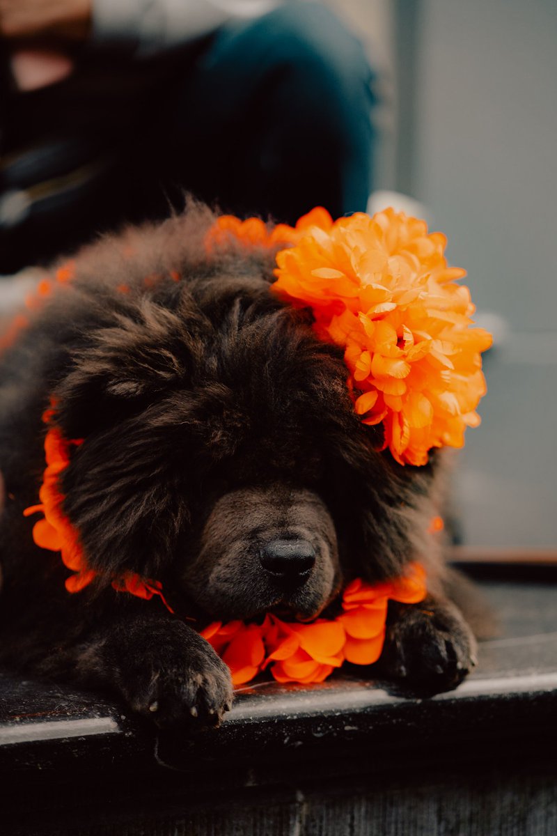 r__tudor's tweet photo. Hopefully it's not too late for #GM!
Here's a few snaps from the King's day celebration in #Amsterdam.

#streetphotography #amsterdam #kingsday #koningsdag #visitNetherlands #sonyAlpha #Zeiss #ZeissBatis85 #VisitNL #NFTCommunity #NFTArtist https://t.co/oKNQrieN34