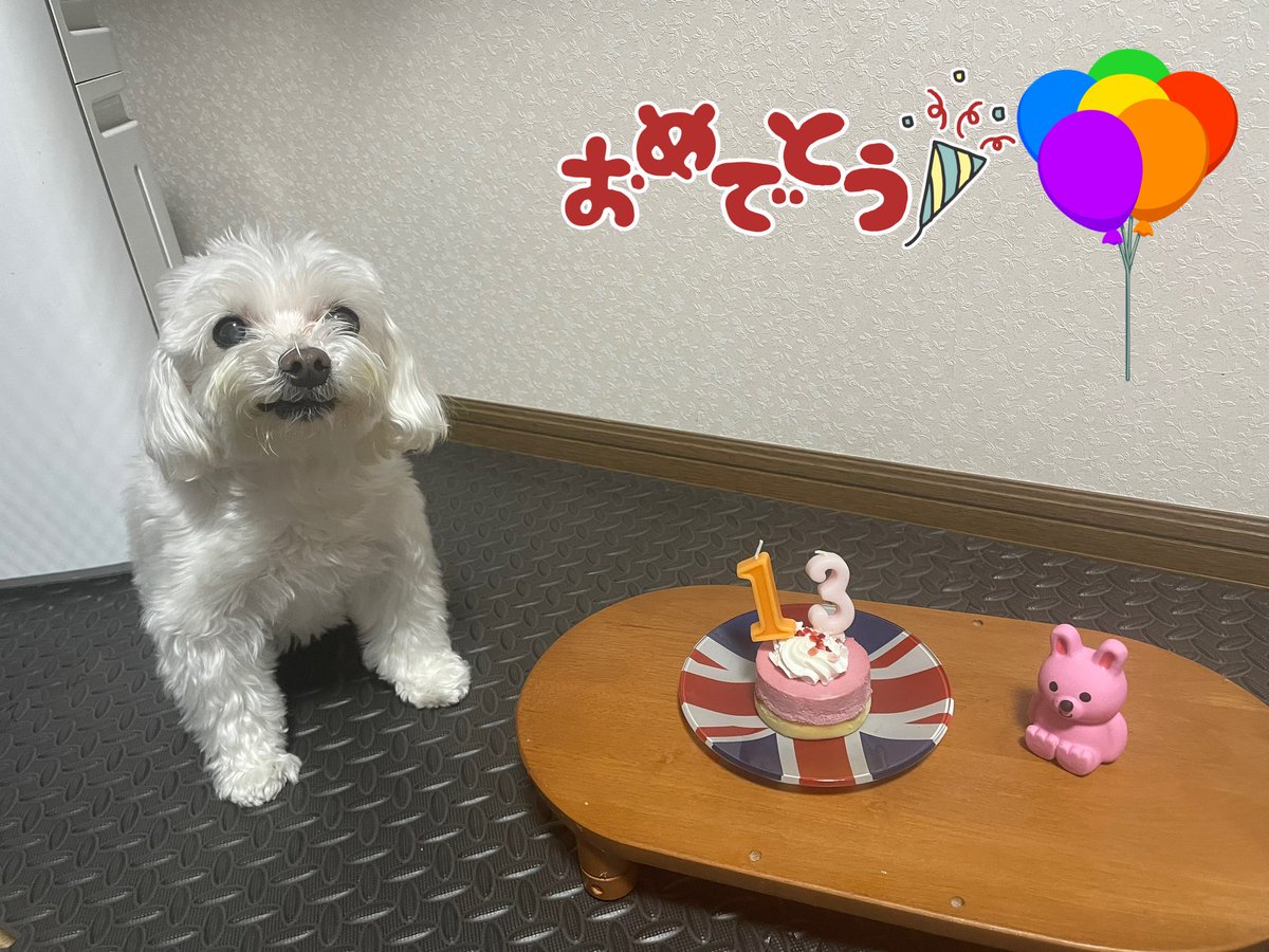 ranranrunrun94's tweet photo. 犬ちん🎂お誕生日おめでとう🎂
こんなに元気に生きてくれて偉いねかわいいねありがとうね🫶🫶🫶🫶🫶🫶⭐︎⭐︎⭐︎⭐︎⭐︎⭐︎⭐︎⭐︎⭐︎⭐︎⭐︎⭐︎⭐︎⭐︎⭐︎⭐︎⭐︎⭐︎⭐︎ https://t.co/bgqgCT4gYW