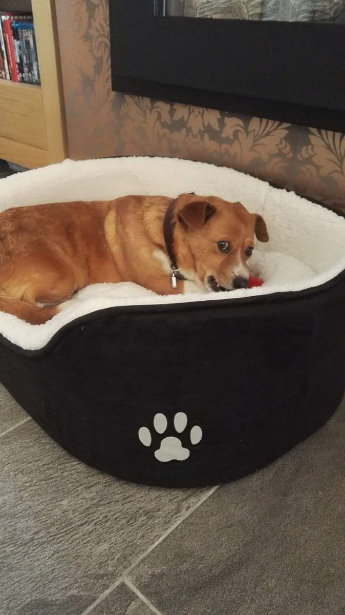 CTay2023's tweet photo. 6 years since we got the best gift, our rescue dog Bilbo... Best decision ever made, giving him a home!
#RescueDog #DogLover #doglife https://t.co/HfPeR6K9X6