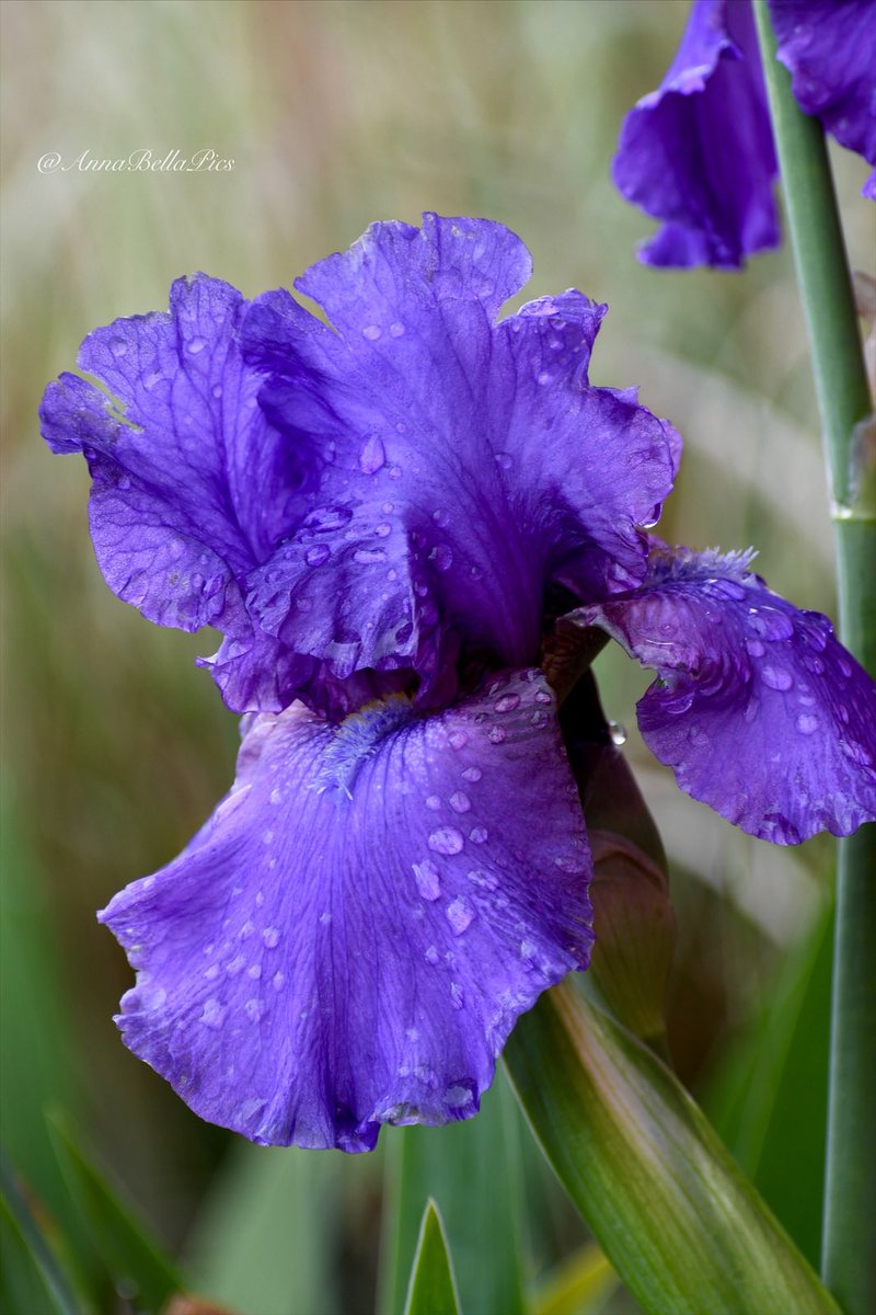 Tall bearded iris ‘His Royal Highness’ making it through a weekend of heavy rain💜 Wishing you all a happy new week🌿 #flowers #gardening