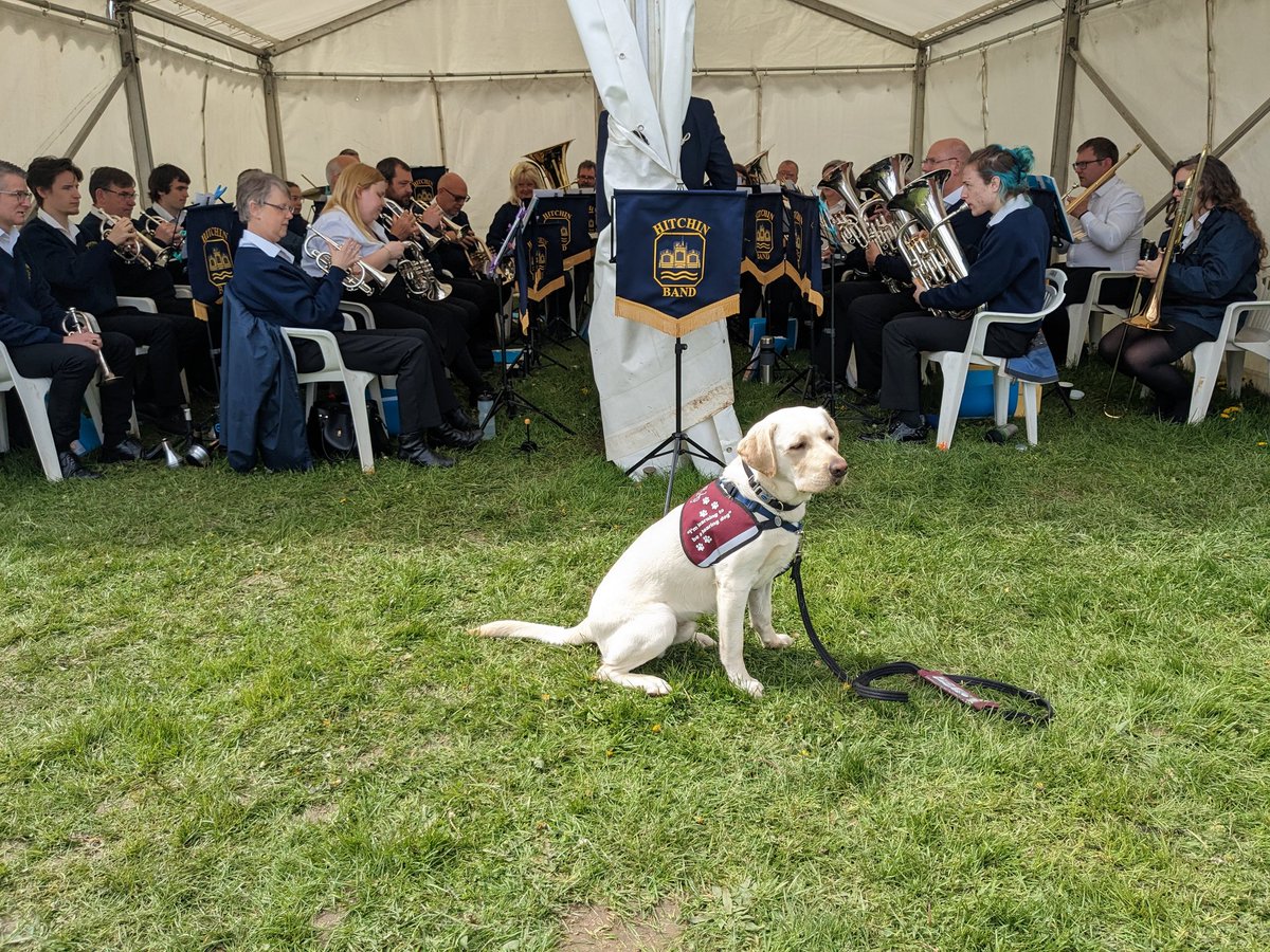 HelenDocmoye's tweet photo. @HearingDogs Kipling, hearing dog puppy enjoying the sounds of @HitchinBand https://t.co/lxgkr74UbX