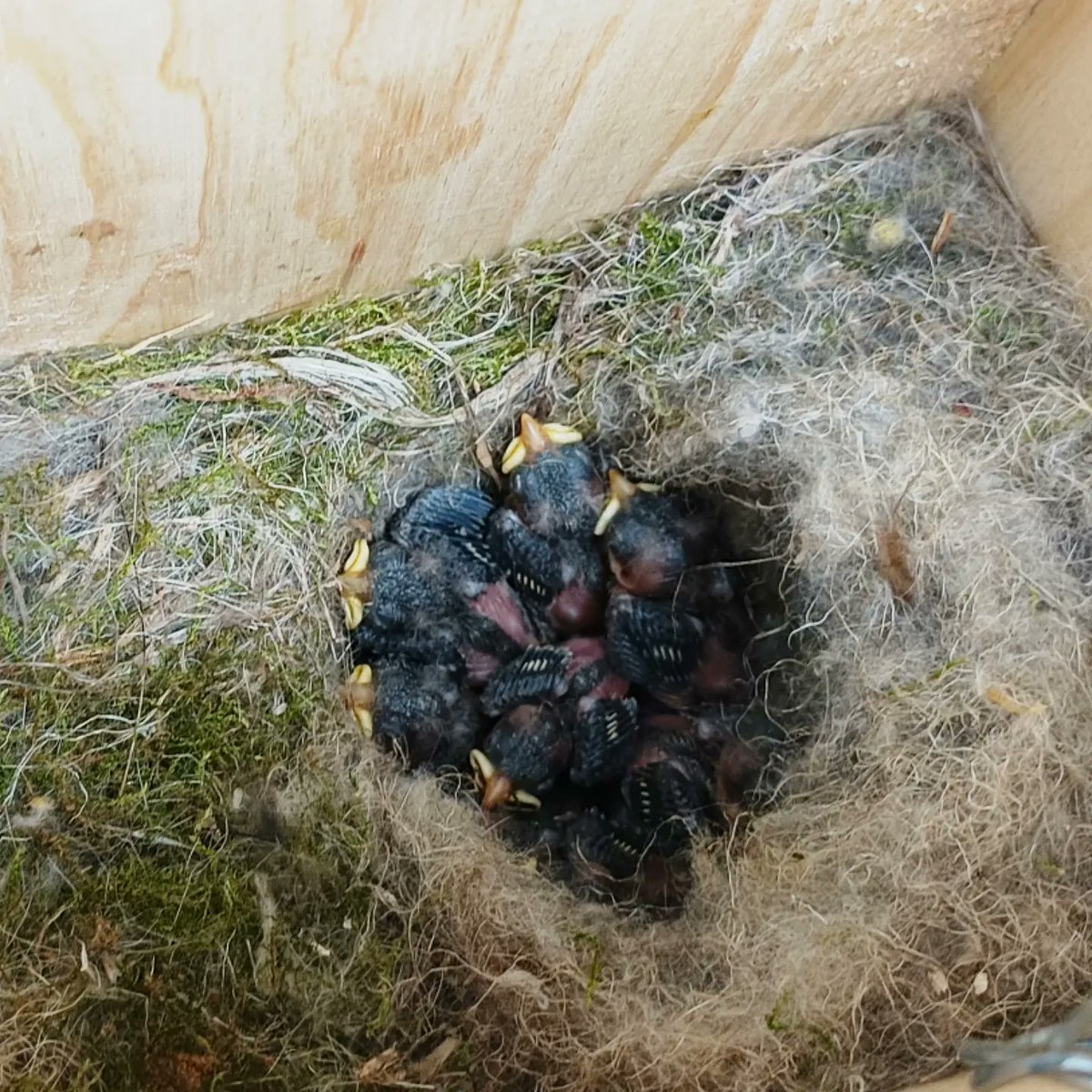 capreolus_grnom's tweet photo. 🐦 Revisió de les caixes niu que vam construir i col·locar fa uns mesos! Ja tenen els primers pollets i els hem anellat!
#grupcapreolus #caixesniu #anellament https://t.co/IAlNNQKzvu