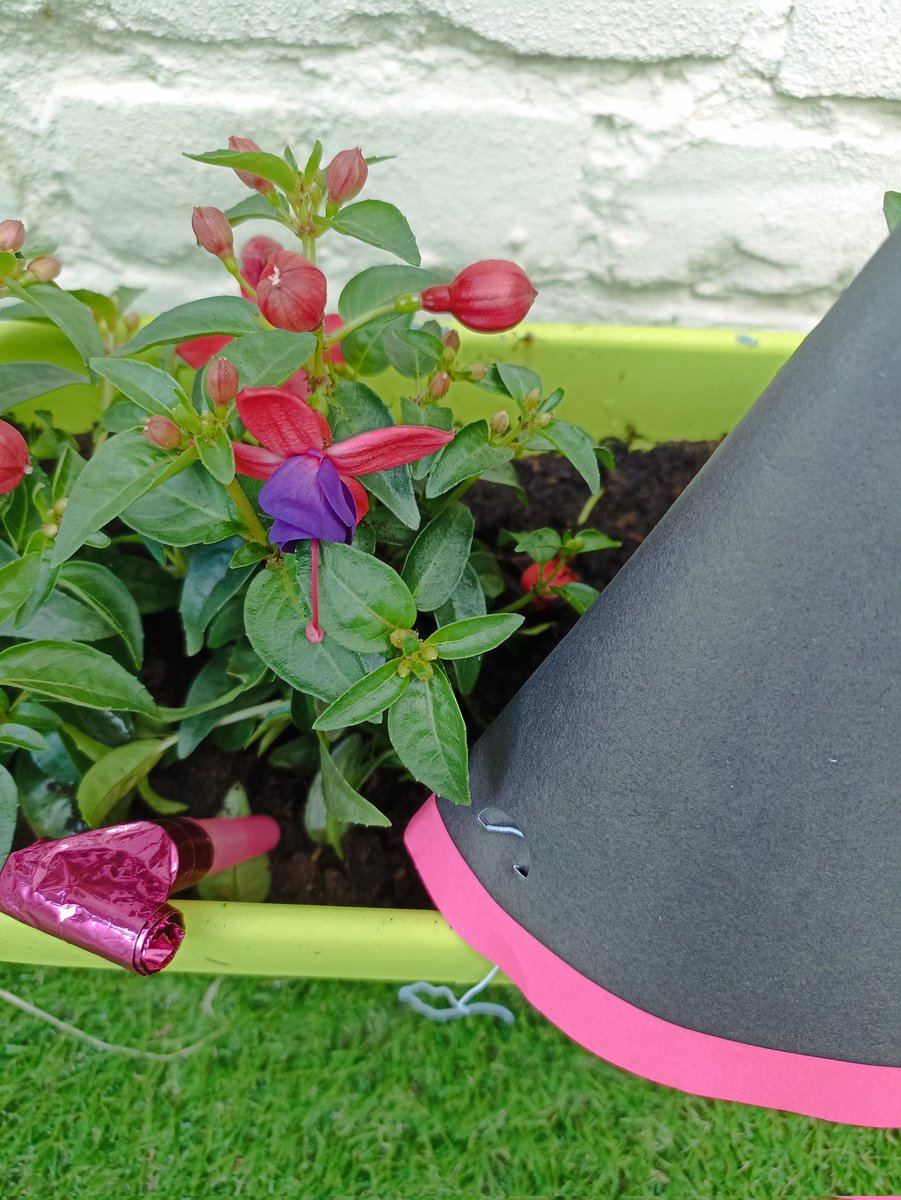tinemoniek's tweet photo. 1 mei is de dag dat de Fuchsia Hybrida ontluikte en kleur bekende. Hoera!
#365dagenvanvieren #dag62 https://t.co/r6Oln3czpd