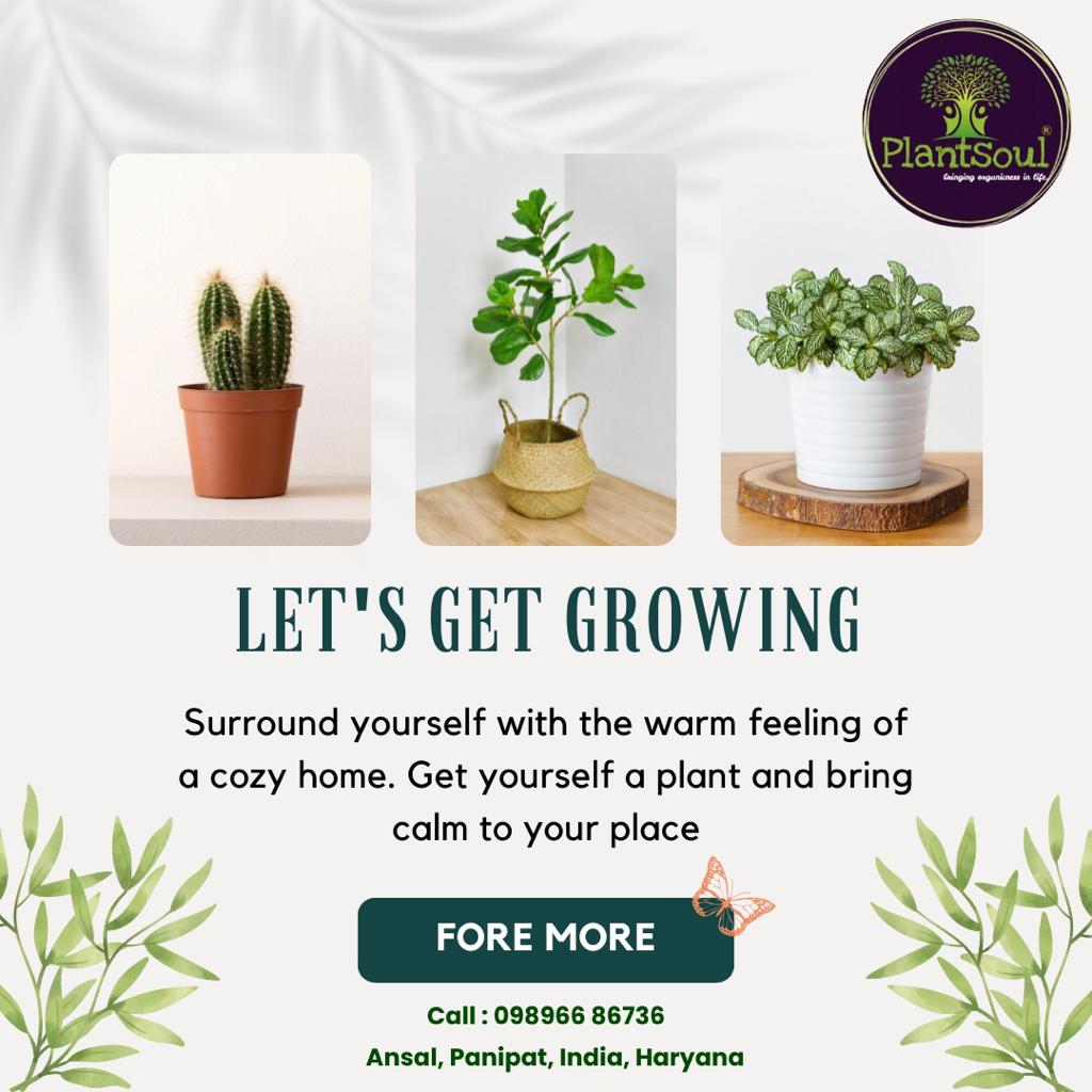 PlantSoul3's tweet photo. 🪴🪴 LET'S  GET GROWING 

📞 CALL NOW : 𝟎𝟗𝟖𝟗𝟔𝟔 𝟖𝟔𝟕𝟑𝟔

VISIT AT : https://t.co/wIqMBZNHQ5

#plantsoul #organic #gardening #plants #soil #nursery #seedlings #horticulture #agriculture #organicfarming #drainage #cocopeatblock #compostable #plantgrowth #kitchengardening https://t.co/FGSuvCfCMB