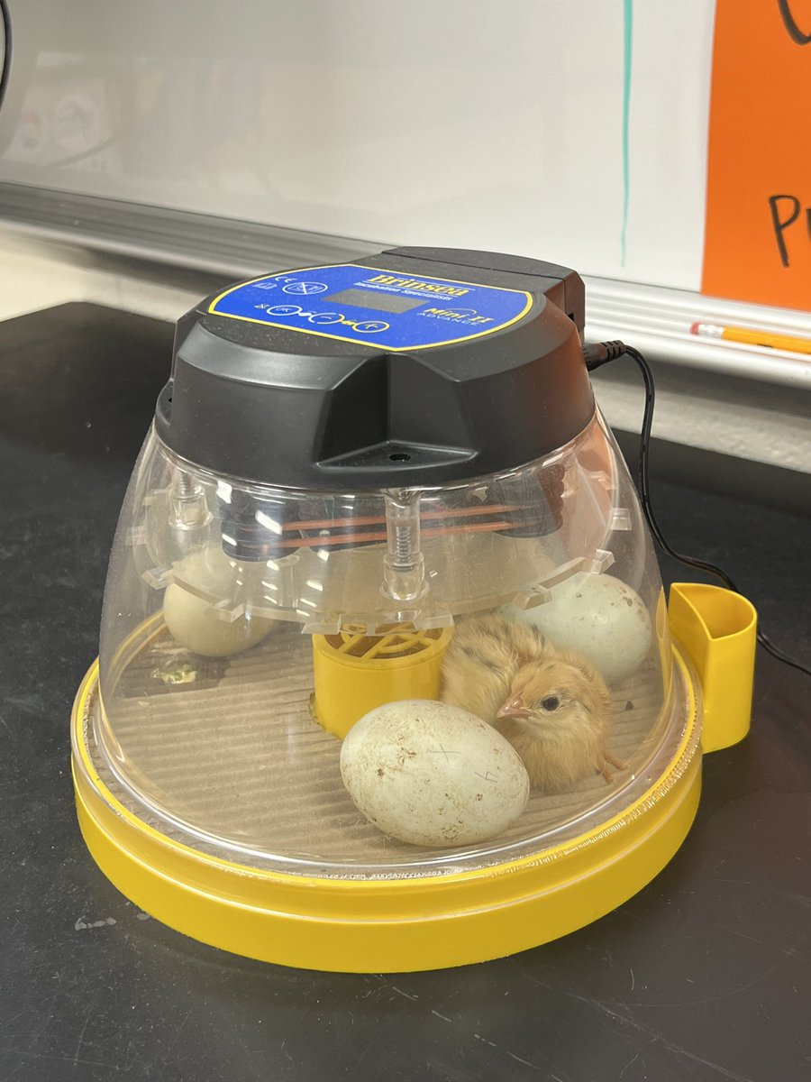 We have our first chick here at STM!!! The best Monday morning greeting 🐣🐥 <a href="/SterlingMiddle1/">Sterling MS</a> <a href="/LCPSScience/">LCPS Science</a>