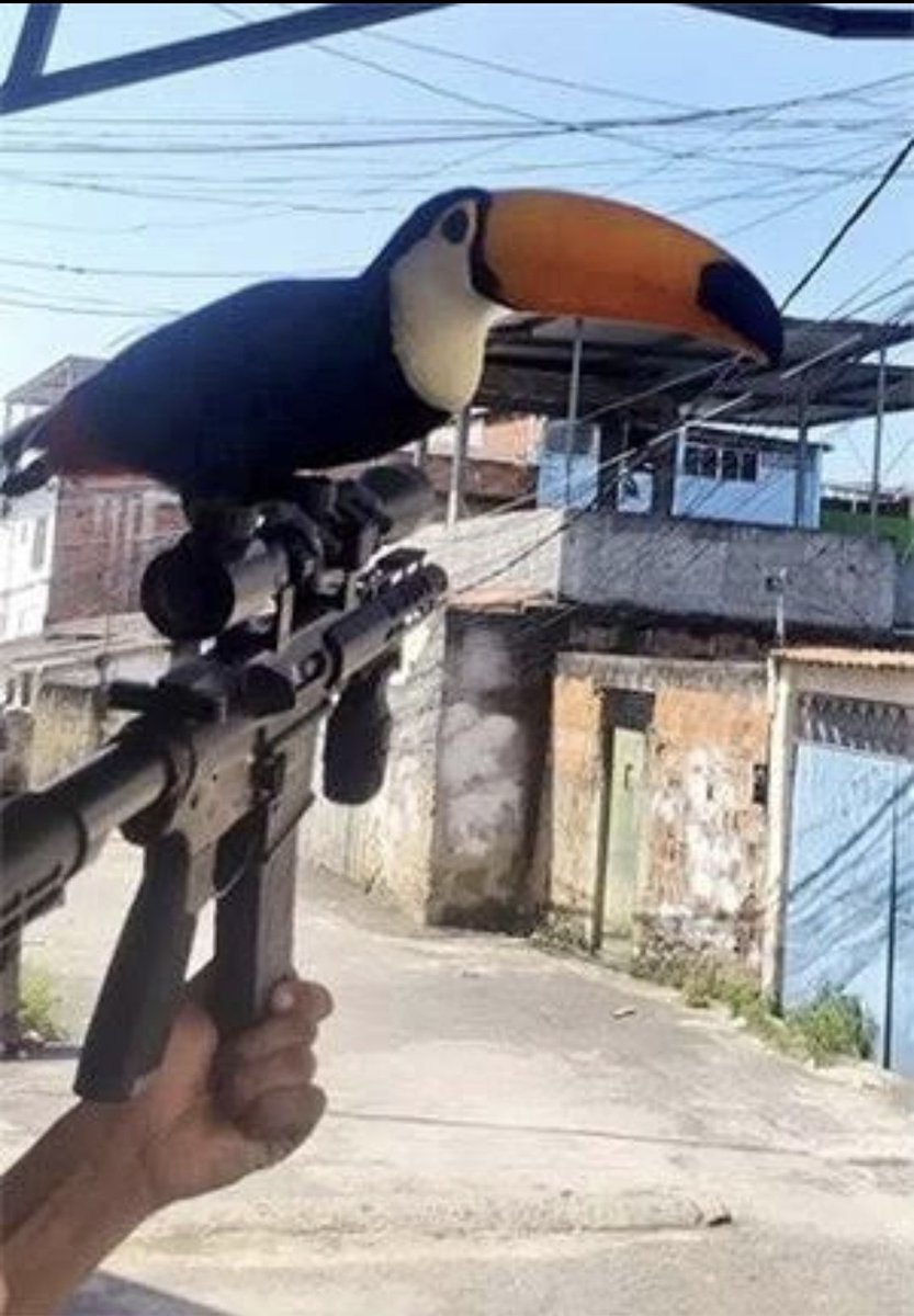 PaulaMarisaReal's tweet photo. Traficantes estão mantendo animais silvestres em suas casas. Por favor, façam essa msg chegar à Luísa Mell. https://t.co/NSoW8StjBe