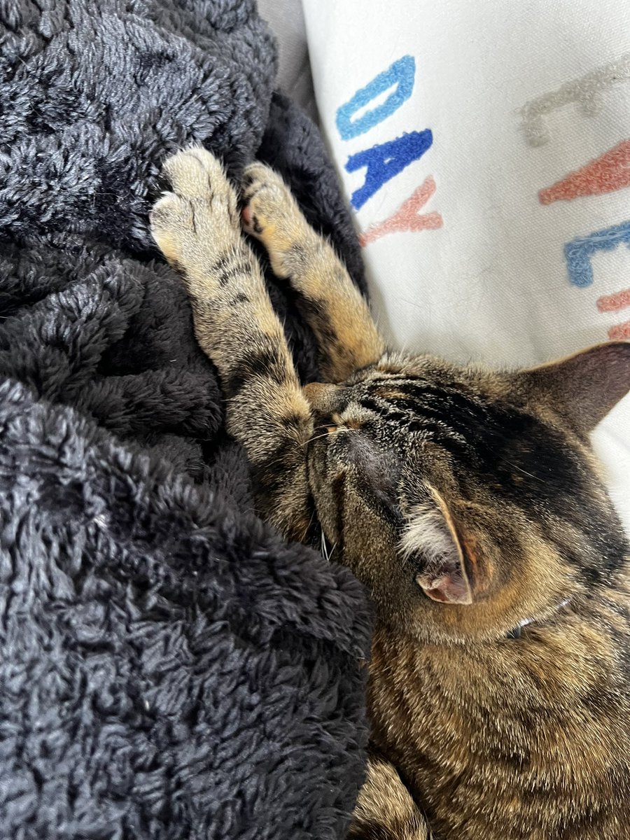 thecatmiso's tweet photo. big nap energy https://t.co/XzekwHhf5B