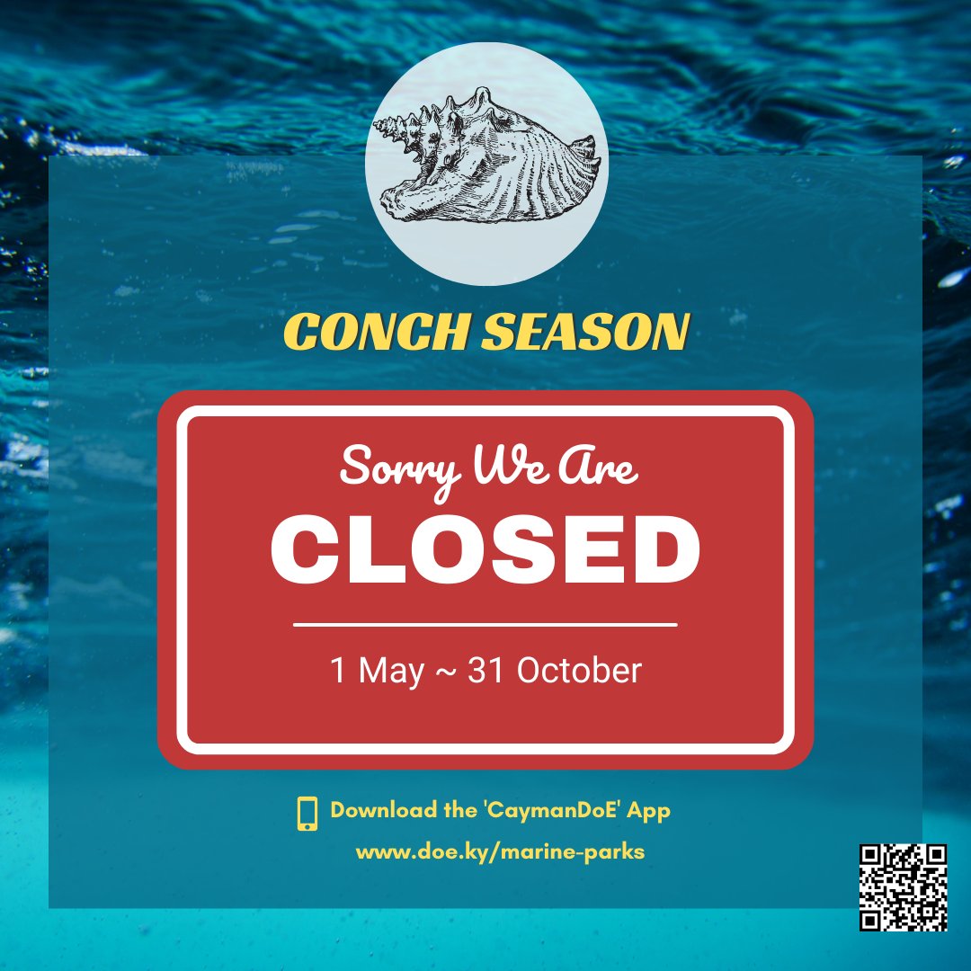doecayman's tweet image. Closed for Conch!

Conch season is now closed. Please respect our fishing seasons so we can continue to fish and dive conch for many generations to come. 
Learn more at doe.ky/marine-parks/
#Closed4Conch #CaymanMarineParks #KnowTheRules #CaymanConservation #ProtectWhatYouLove