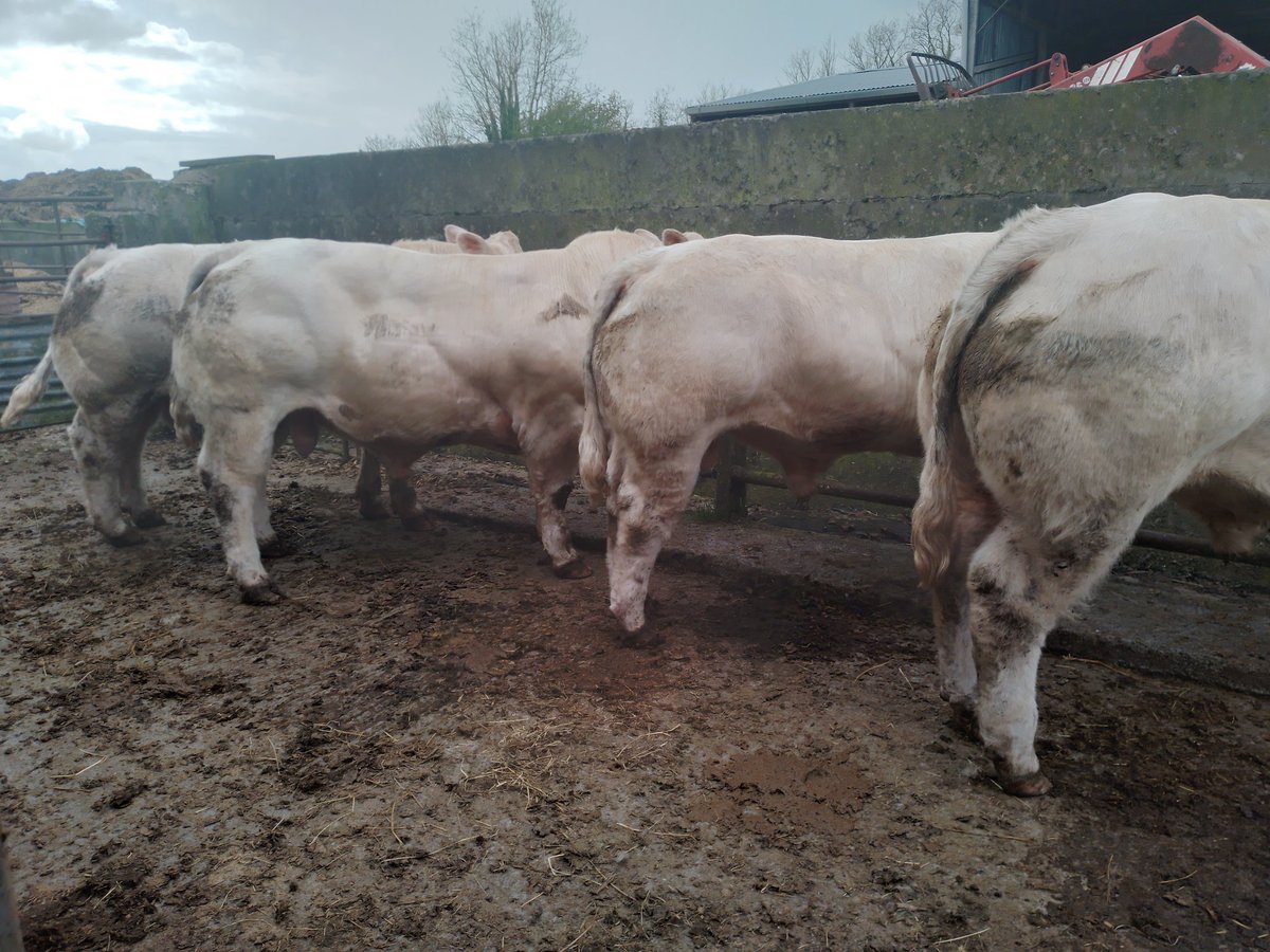 Cathal Gormley tweet media