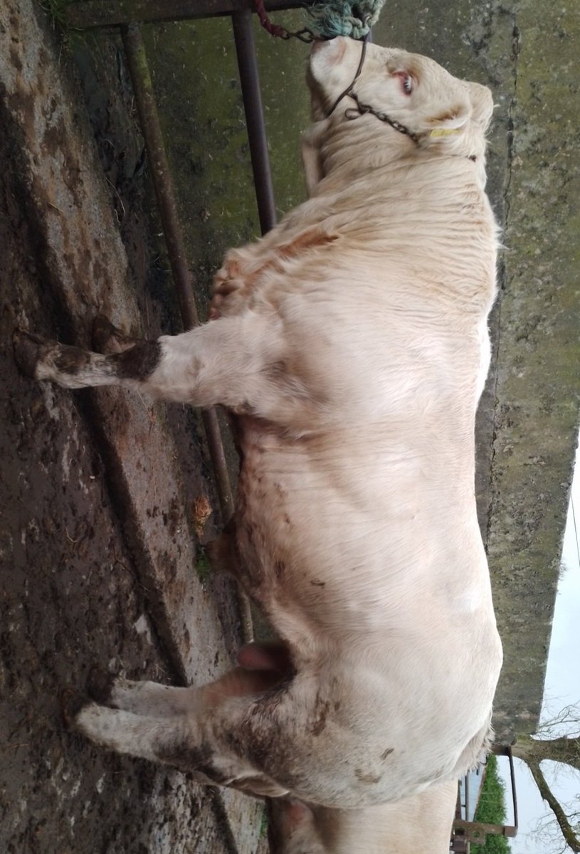 Cathal Gormley tweet media