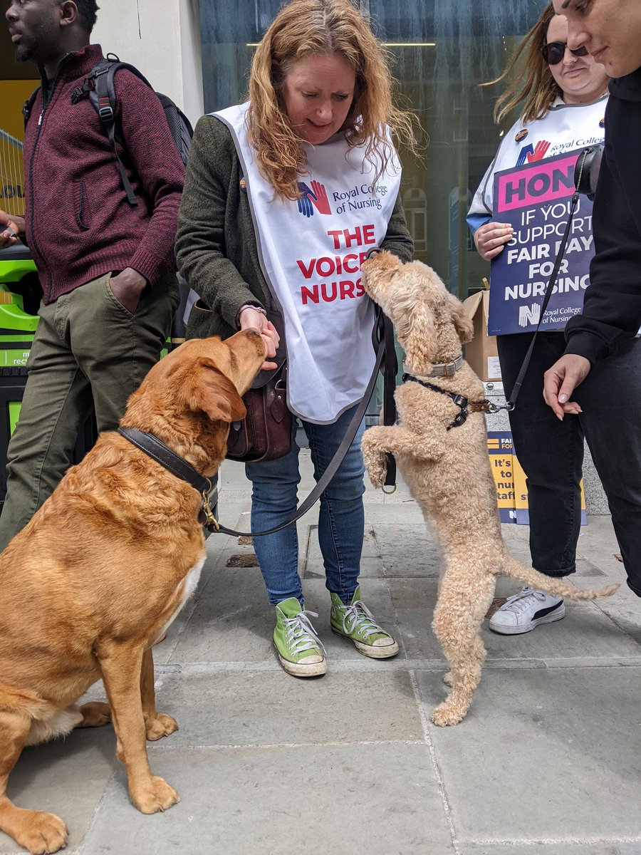 MaireadRCN's tweet photo. Nala and Kevin standing up for nursing @theRCN @SouthEastRCN  #picketpuppies https://t.co/AclJ4RIV9L