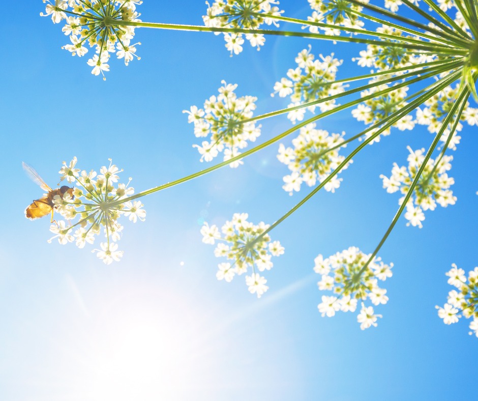 ukcartridges's tweet photo. The hedgerows and country lanes are looking beautiful this month - stock up with us and take your camera for a stroll: https://t.co/qMdDdVYRFt  

#mayflowers #cowparsley https://t.co/nC20GA02nY