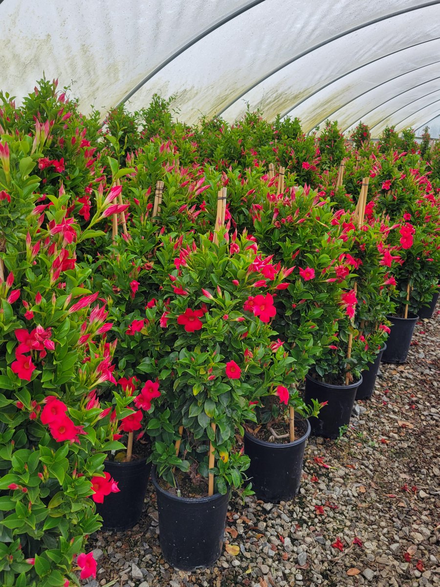 Master Nursery® Garden Centers on Twitter "Mary Henderson toured the