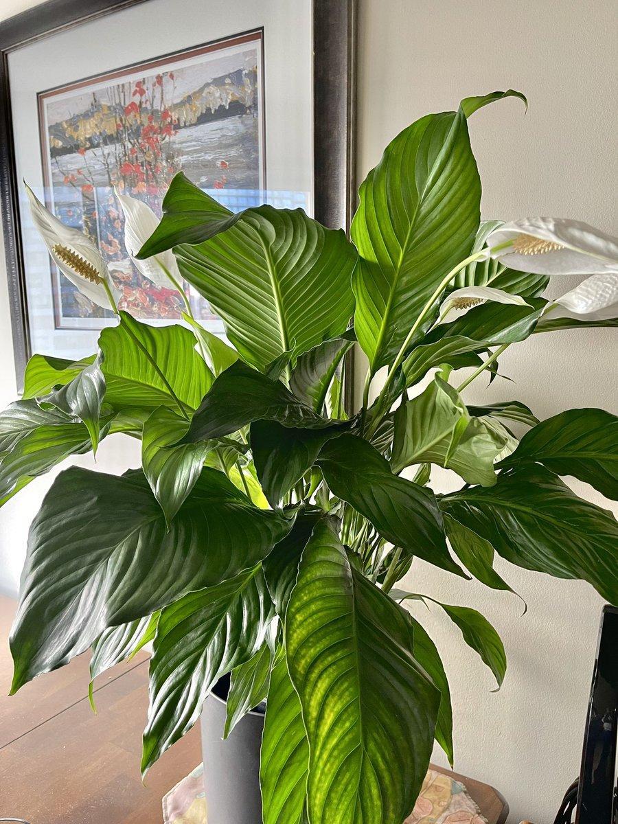JeffreyLuscombe's tweet photo. Was just sent a lovely plant for my book’s release. Who knows what it is? https://t.co/KQ9nQod693
