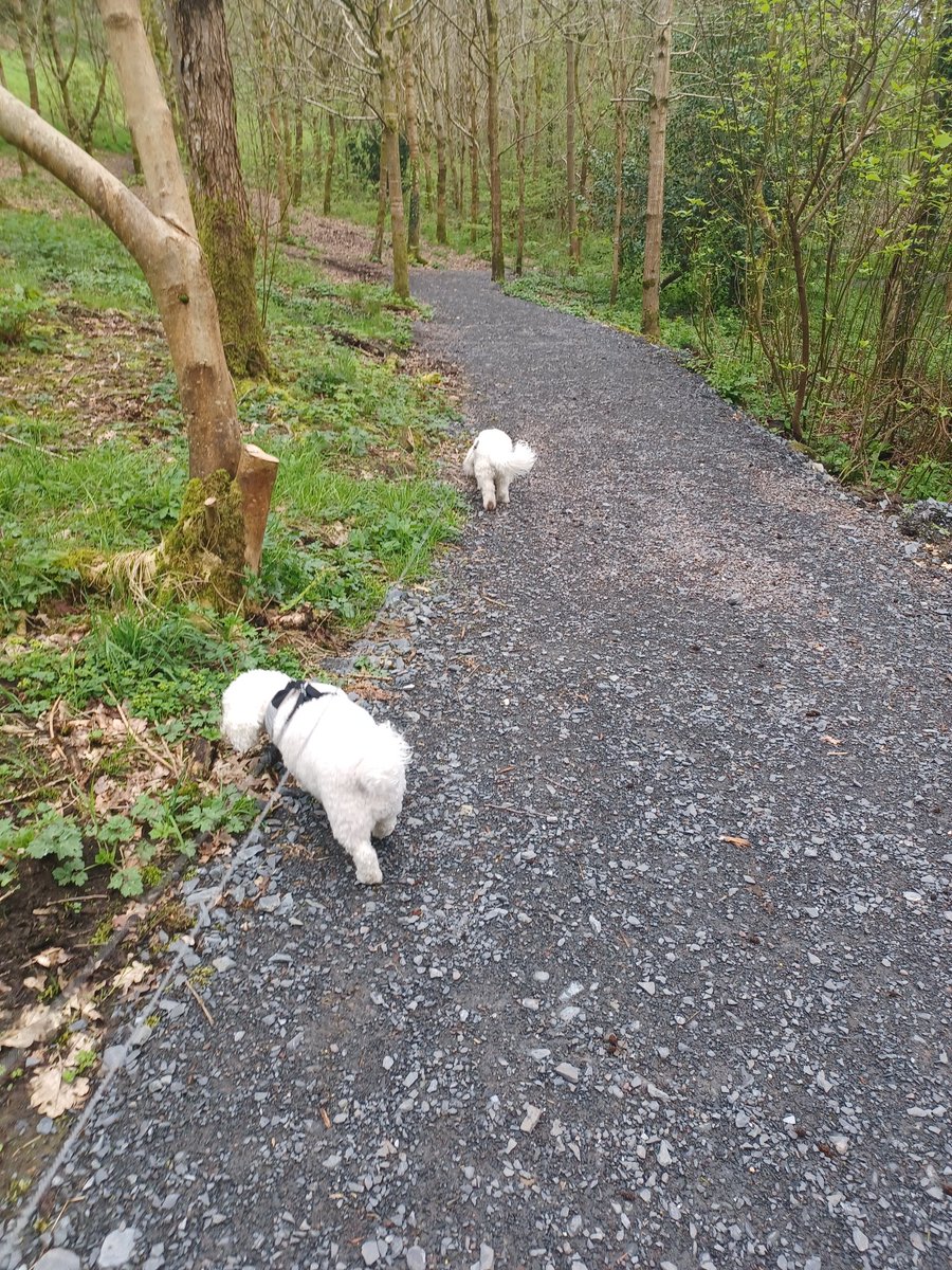 Minnowburn so peaceful this morning <a href="/NationalTrustNI/">National Trust NI</a> #Nature