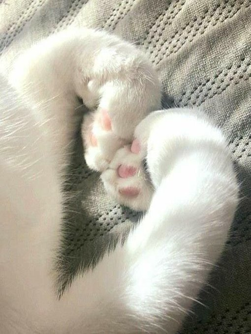 PrettyAda23's tweet photo. Hand heart https://t.co/JgPhnyfHM0