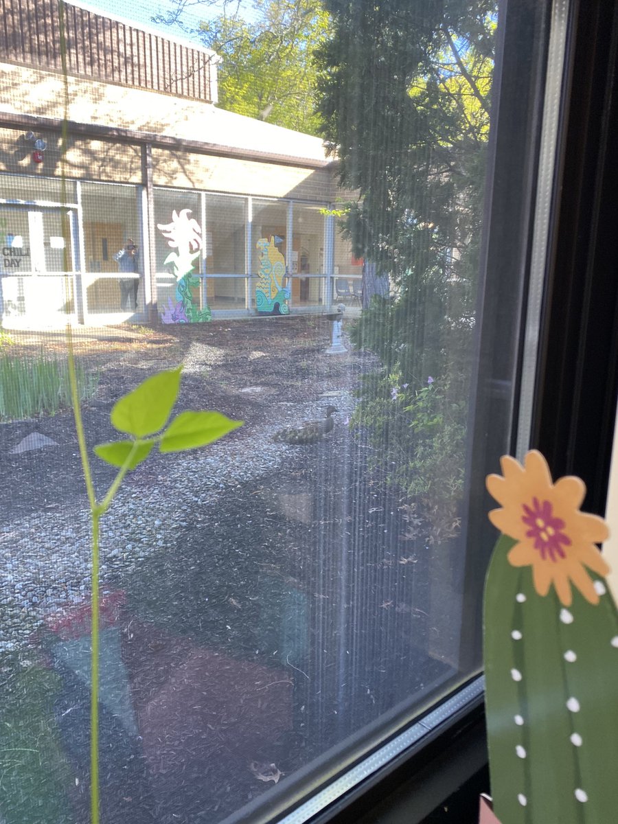 MissHartman19's tweet photo. Momma duck and her babies are right outside our window! https://t.co/K5L1VzJNsx
