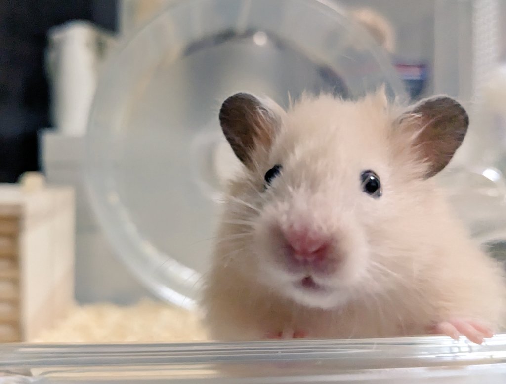 chon448's tweet photo. 私の三種の神器🐹 https://t.co/vVMBwc7K15