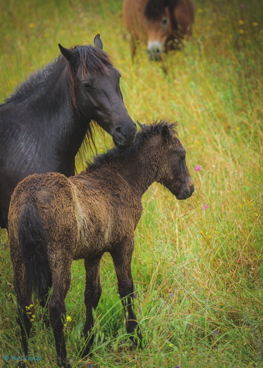 The wild horses of Kefalonia.

#kefaloniaisland #Kefalonia #kefaloniagreece #κεφαλλονιά #Κεφαλονια #islandlife #island #greece #greece🇬🇷 #bestplaces_greece #photography #travel #outdoors #MyIslands myislands.net