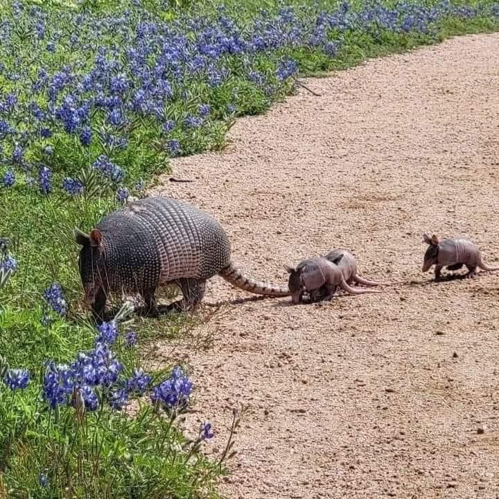 CVSchuyler's tweet photo. Armadillo By Morning  ♪ ♪ ♪ https://t.co/Bttri2sSyv