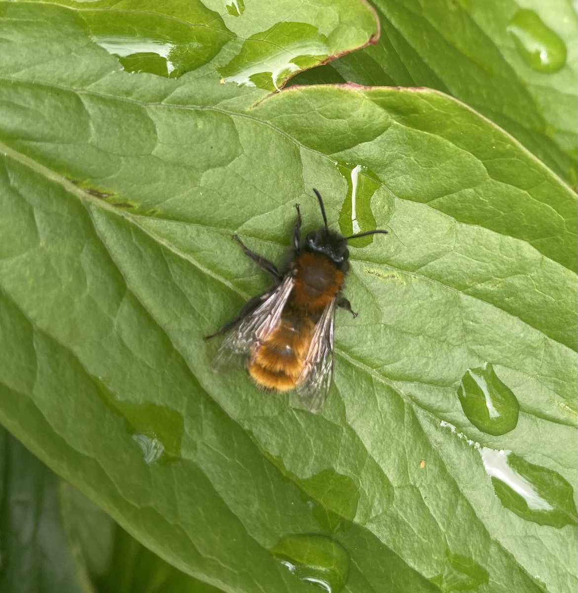 Spotted this solitary #bee in the garden today. Trying to identify, thinking it could be a Tawny Mining Bee. Can anyone confirm? <a href="/BumblebeeTrust/">Bumblebee Conservation Trust</a> <a href="/WildlifeTrusts/">The Wildlife Trusts</a>