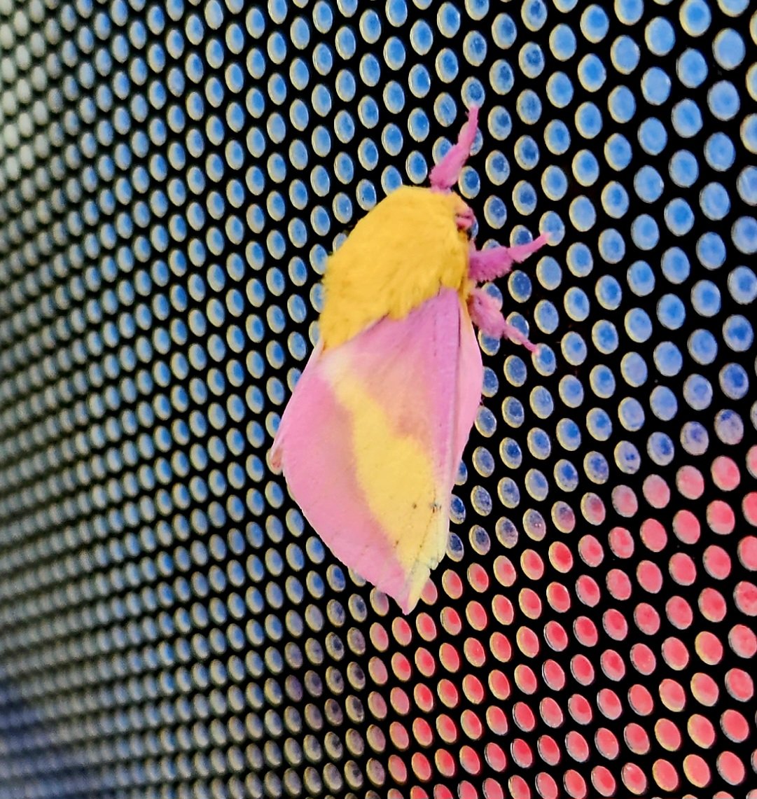 deemsterbeats's tweet photo. Spotted this lil guy https://t.co/UMvHzEmUXw