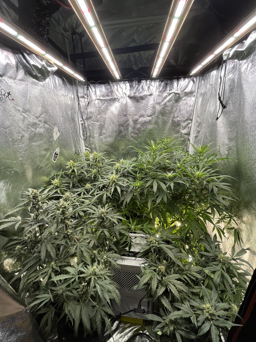 PushnPhosphorus's tweet photo. Day 48
Below and above.
@GrowersChoice_ #ROIE420
@autopotusa feeding the plants 24/7
(Pushnautopots) = 10% off your freedom. Enjoy your life outside the grow room again ;) Jk. but seriously.
Have your cake and eat it too with an auotpot system.
#Autopots #GrowerschoiceLEDs #CannaLand