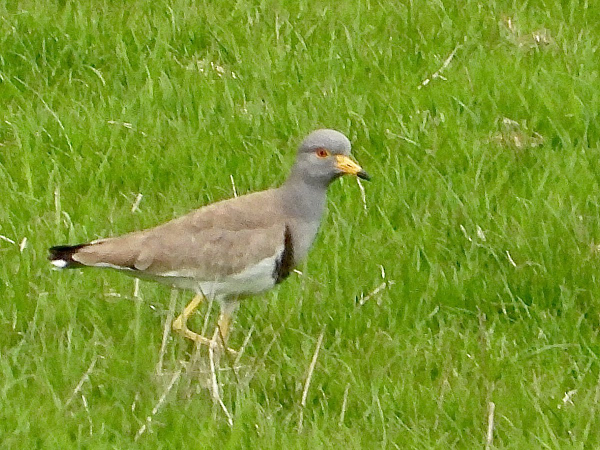 barry sample (@bazsample7) on Twitter photo Grey headed Lapwing at Low Newton this morning!! Wow !! Just Wow 😱😱
<a href="/NTBirdClub/">Northumberland & Tyneside Bird Club</a>
<a href="/BirdGuides/">BirdGuides</a> Grey headed Lapwing at Low Newton this morning!! Wow !! Just Wow 😱😱
<a href="/NTBirdClub/">Northumberland & Tyneside Bird Club</a>
<a href="/BirdGuides/">BirdGuides</a>