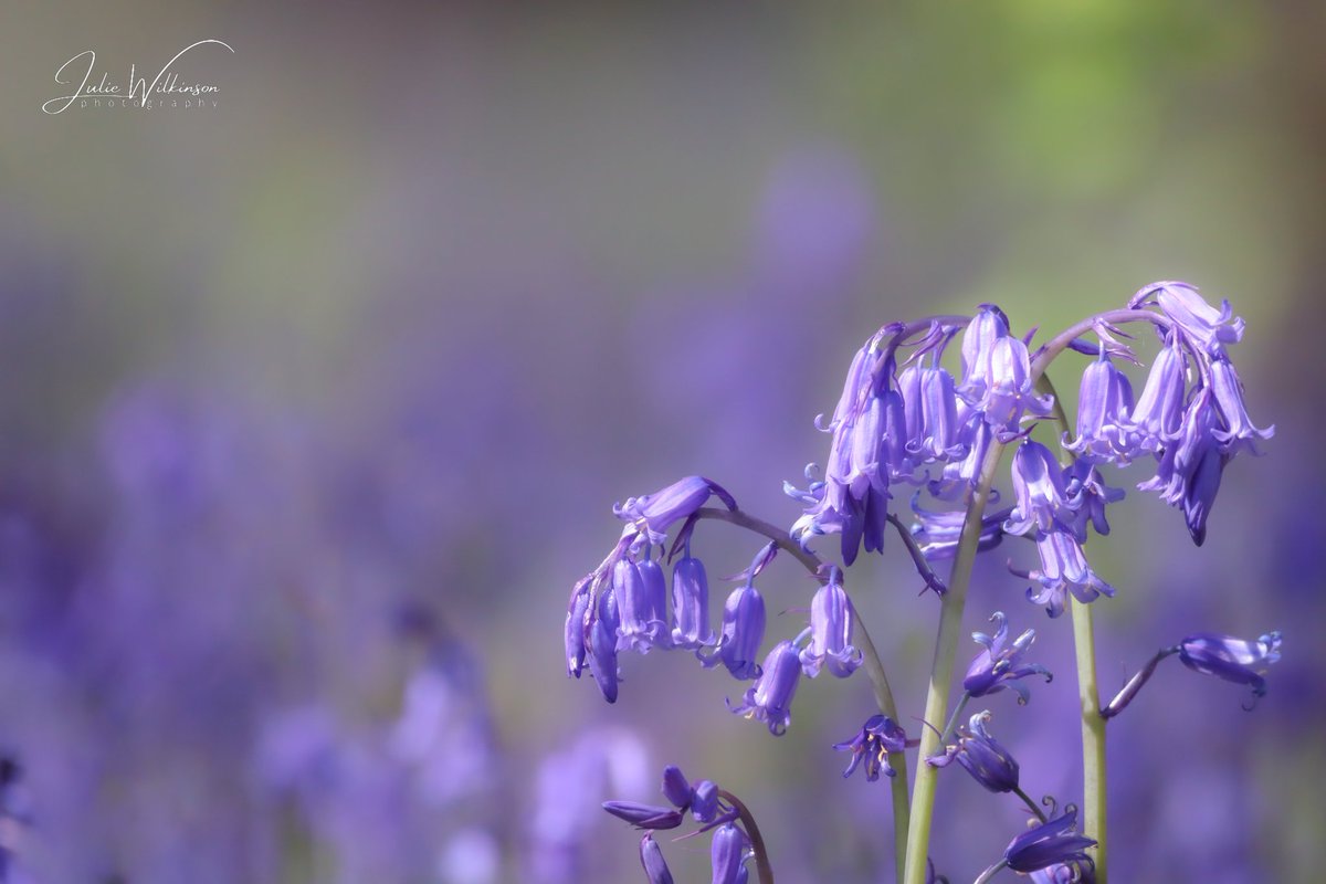 Bluebells...

#MayDay #Bluebells #bluebellseason #bluebellwoods #flowerphotography #NaturePhotography #TwitterNatureCommunity
