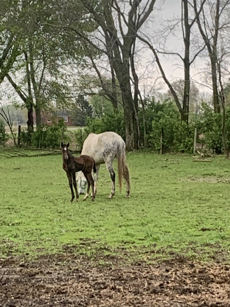 TheFarrerm's tweet photo. The new colts are loving the pasture!! We are truly blessed here on @TheFarrerm @RStarStallions #thoroughbred #thoroughbredcolts https://t.co/2l4YQadeNQ