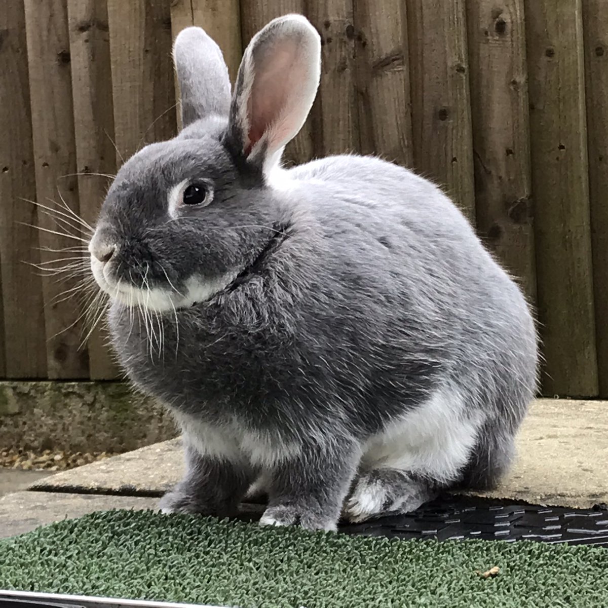 I’s posings for mys pikchure todays #rabbitsoftwitter #bunob #bunnies #rabbits #pets #handsome #cute