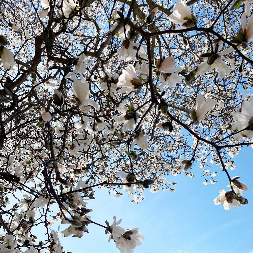adropofom's tweet photo. Let love find you. Let love reach out to you as #spring 💜 https://t.co/LABzSPoryR https://t.co/GjYe40wVdr