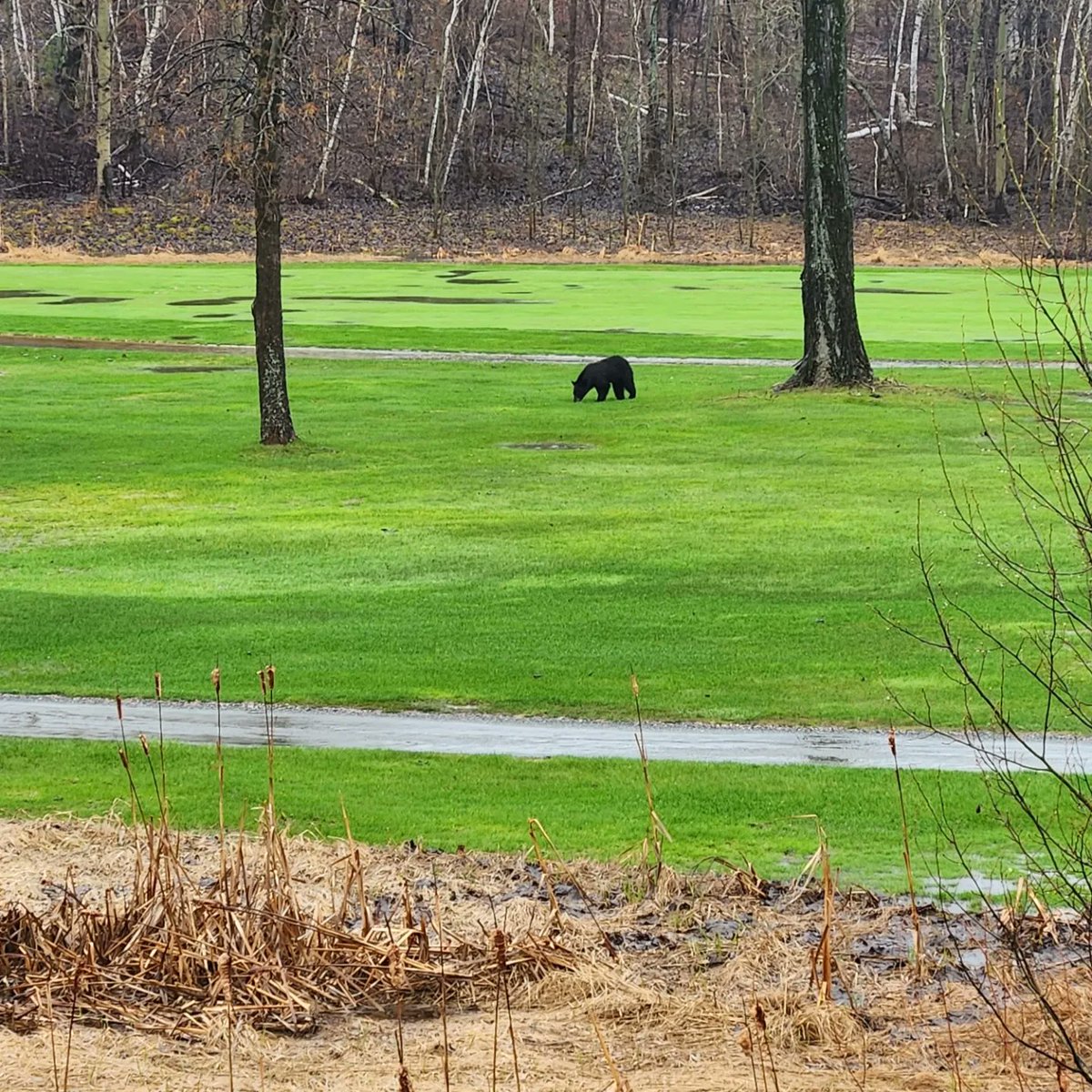 CBelfitt's tweet photo. So nice to see this Muin playing in the golf course this morning beside the @LaurentianU parking lot. #bearsighting #lookatthatgreengrass #springisfinallyhere #rainyMonday https://t.co/c90hs4Cgc1