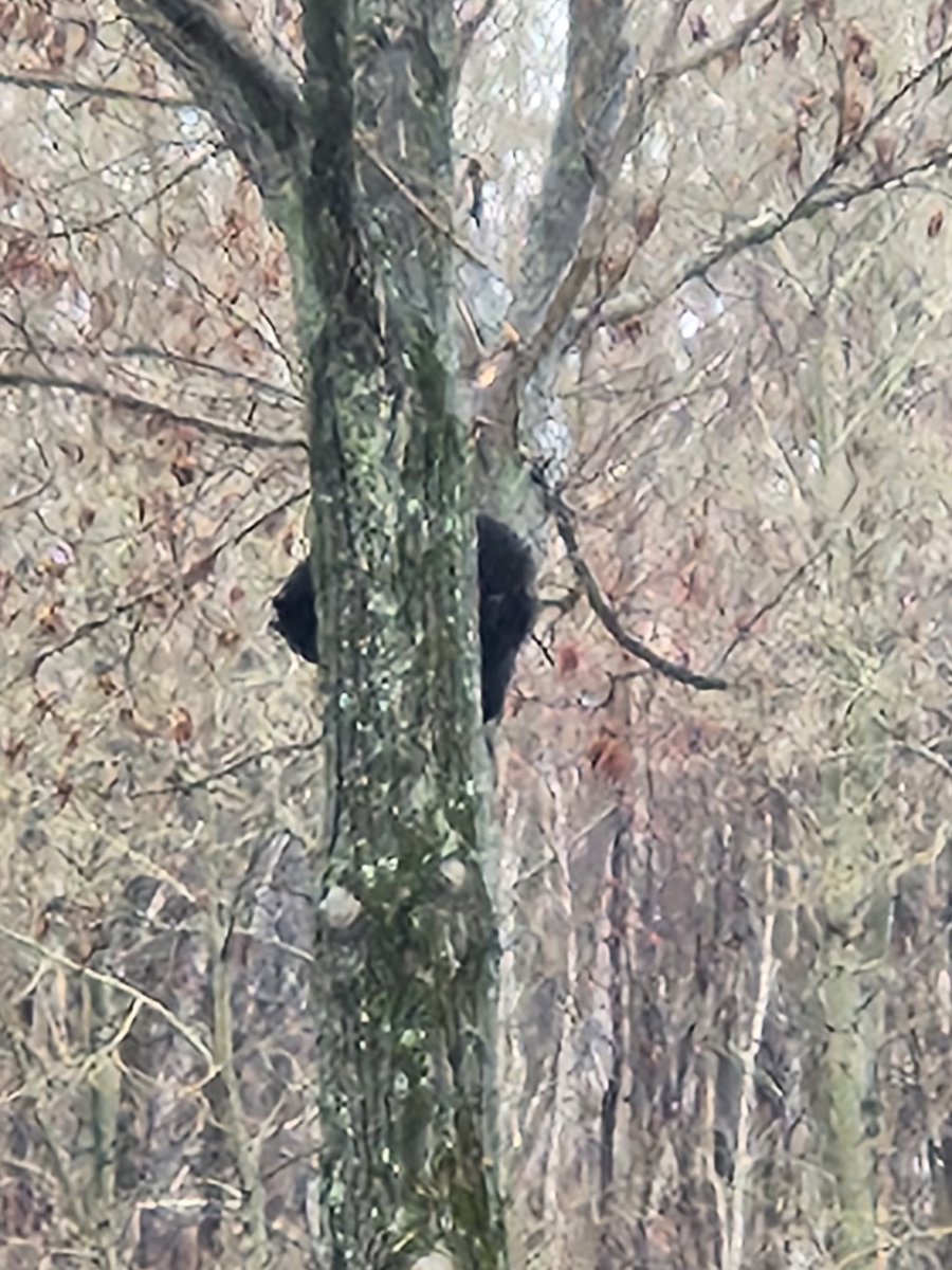 CBelfitt's tweet photo. So nice to see this Muin playing in the golf course this morning beside the @LaurentianU parking lot. #bearsighting #lookatthatgreengrass #springisfinallyhere #rainyMonday https://t.co/c90hs4Cgc1