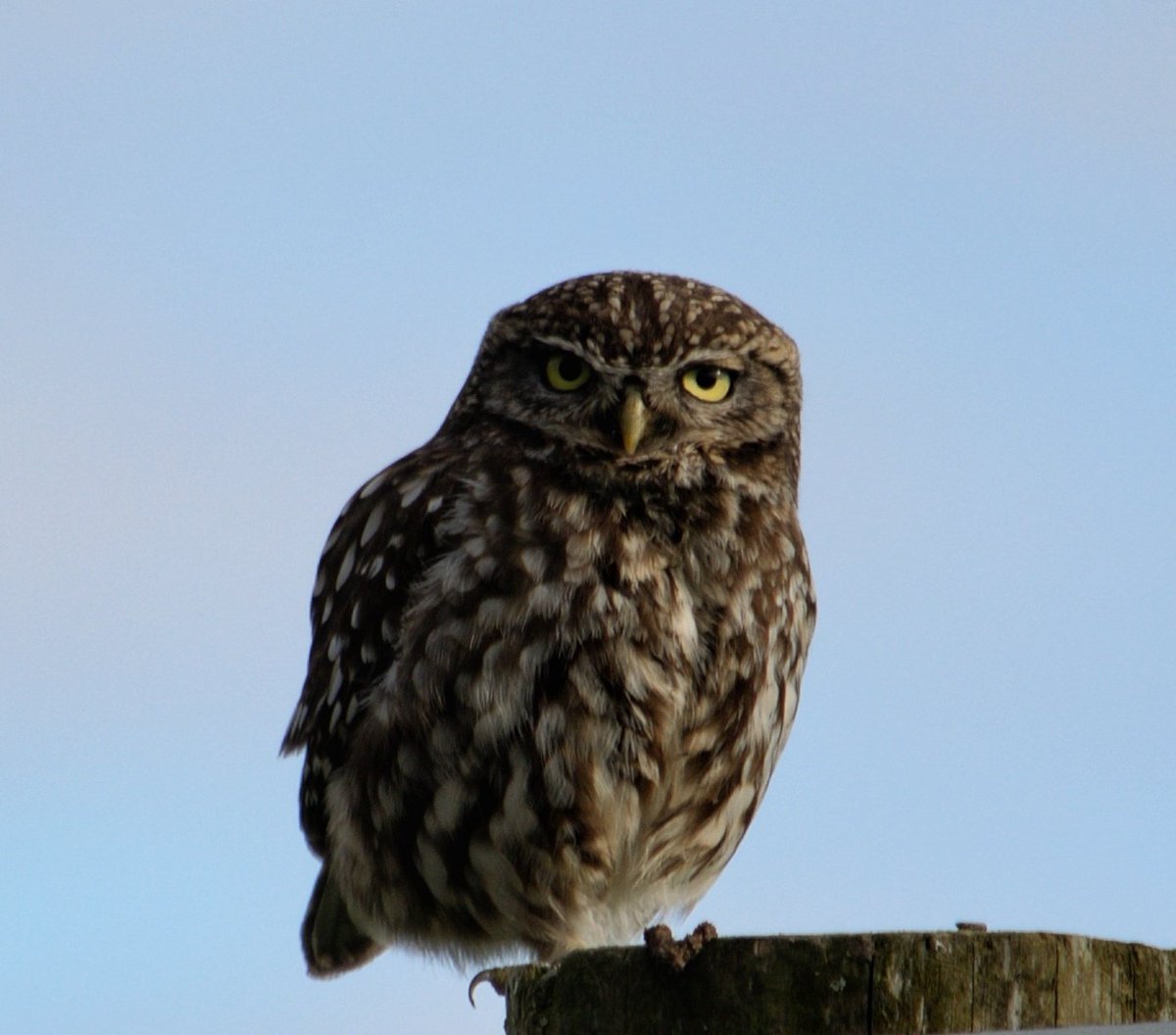 YorksLad5's tweet photo. Another shot of the Little Owl. Turned out to be one of a pair, taking my tally to 5 different Owls(3 Barn) seen in the Holme Valley over the last 48 hours.

#TwitterNatureCommunity #TwitterNaturePhotography #Owl #NaturePhotography #birdphotography #ThePhotoHour https://t.co/2bNxdLuhxu