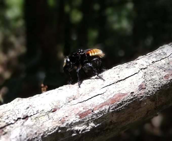 MeganShersby's tweet photo. I missed #WorldRobberflyDay yesterday, but hopefully these pics of a big beastie from Guyana will compensate for the lateness.
I never did manage to work out the species, so if anyone has an idea what it is, please do let me know! https://t.co/dSQbC9OSk9
