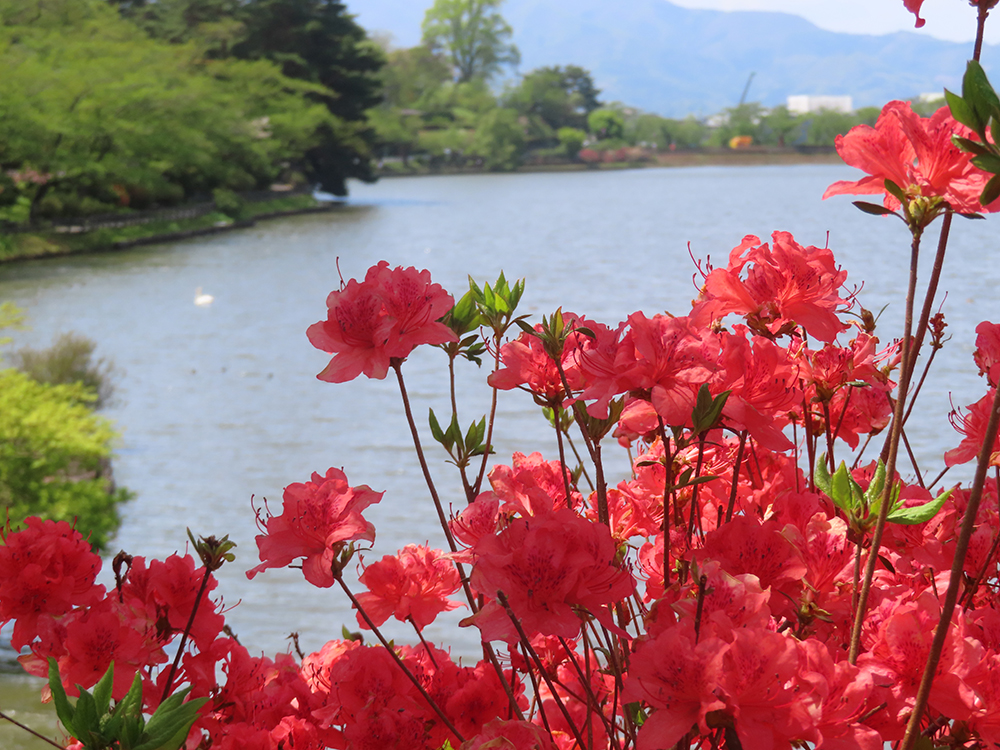 「お天気も良かったので高松の池に行って来ました。桜は終わってたけど他の花は咲いてる」|藤枝　とおるのイラスト