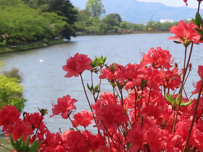 お天気も良かったので高松の池に行って来ました。桜は終わってたけど他の花は咲いてるし新緑も綺麗だし今の時期は散歩に最高!鳥も色々見れました。