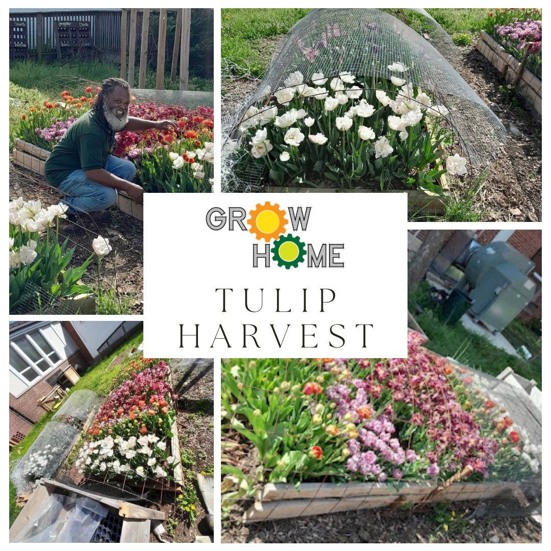 The tulips 🌷 that Grow Home planted in the courtyard of Ben Franklin High school have come into full bloom, showing students the beauty they can create with a little bit of work.  #BeMore