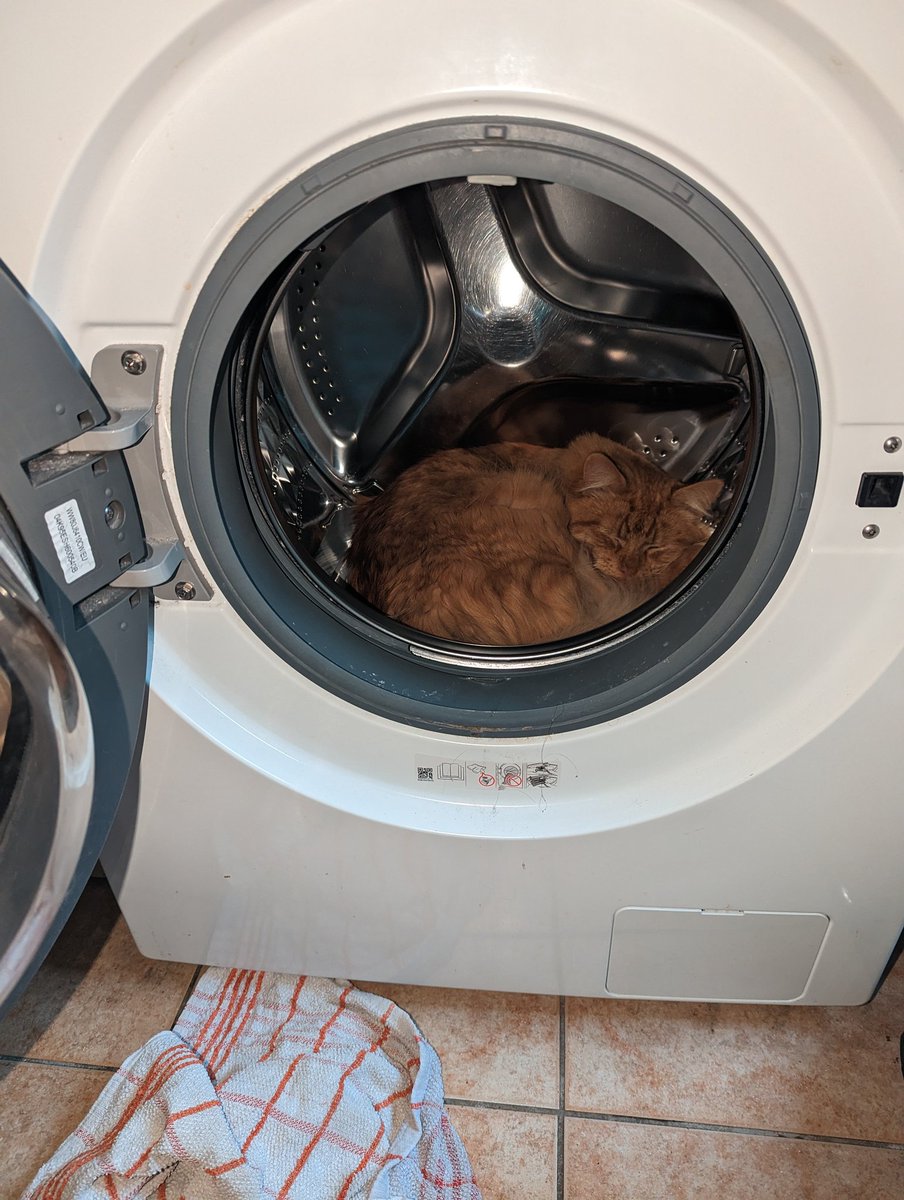 whitefleece8127's tweet photo. What could possibly go wrong if I nap here? ๐คฆ #daftcat https://t.co/KtsXvoCLZM