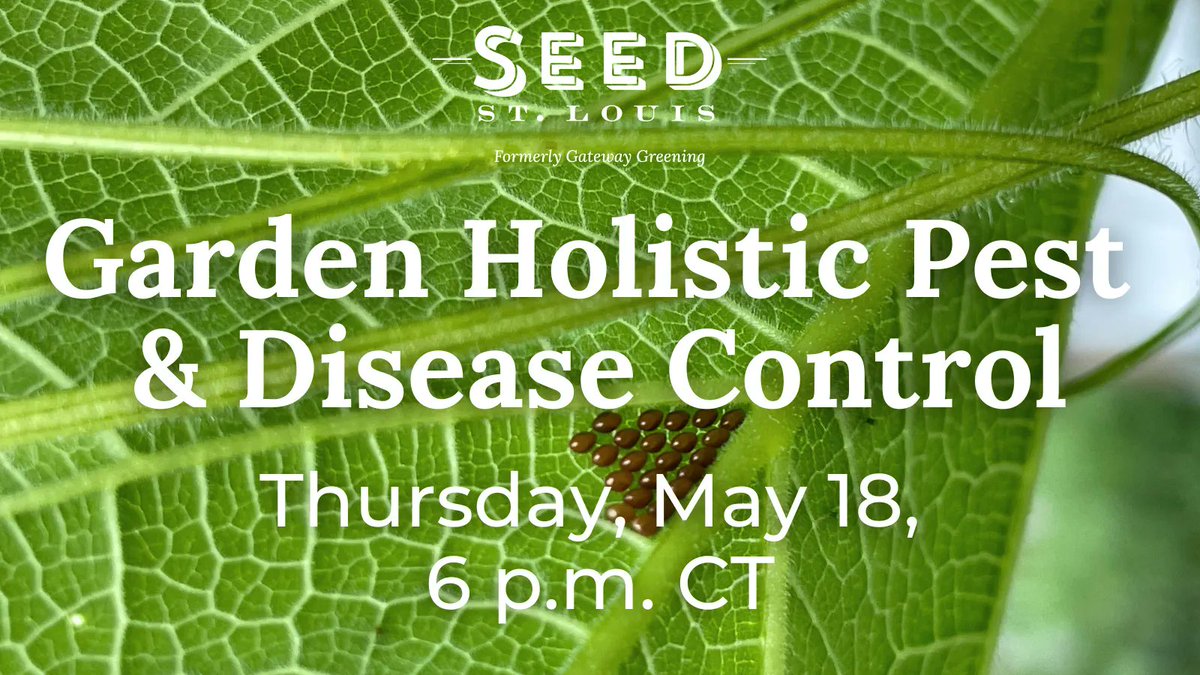 seed_stl's tweet image. Get ahead of the game by learning about garden pests and what you can to prevent and treat them at our upcoming class Garden Holistic Pest &amp;amp; Disease Control on Thurs, 5/18 at 6pm CT! 

Learn More &amp;amp; Sign Up: buff.ly/41TiqX2 

#gardening #gardenpests #veggiegarden