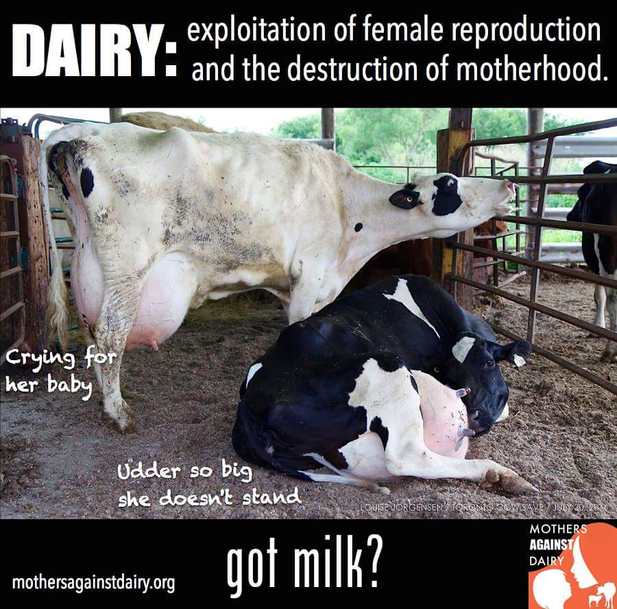 Got milk? 🥛