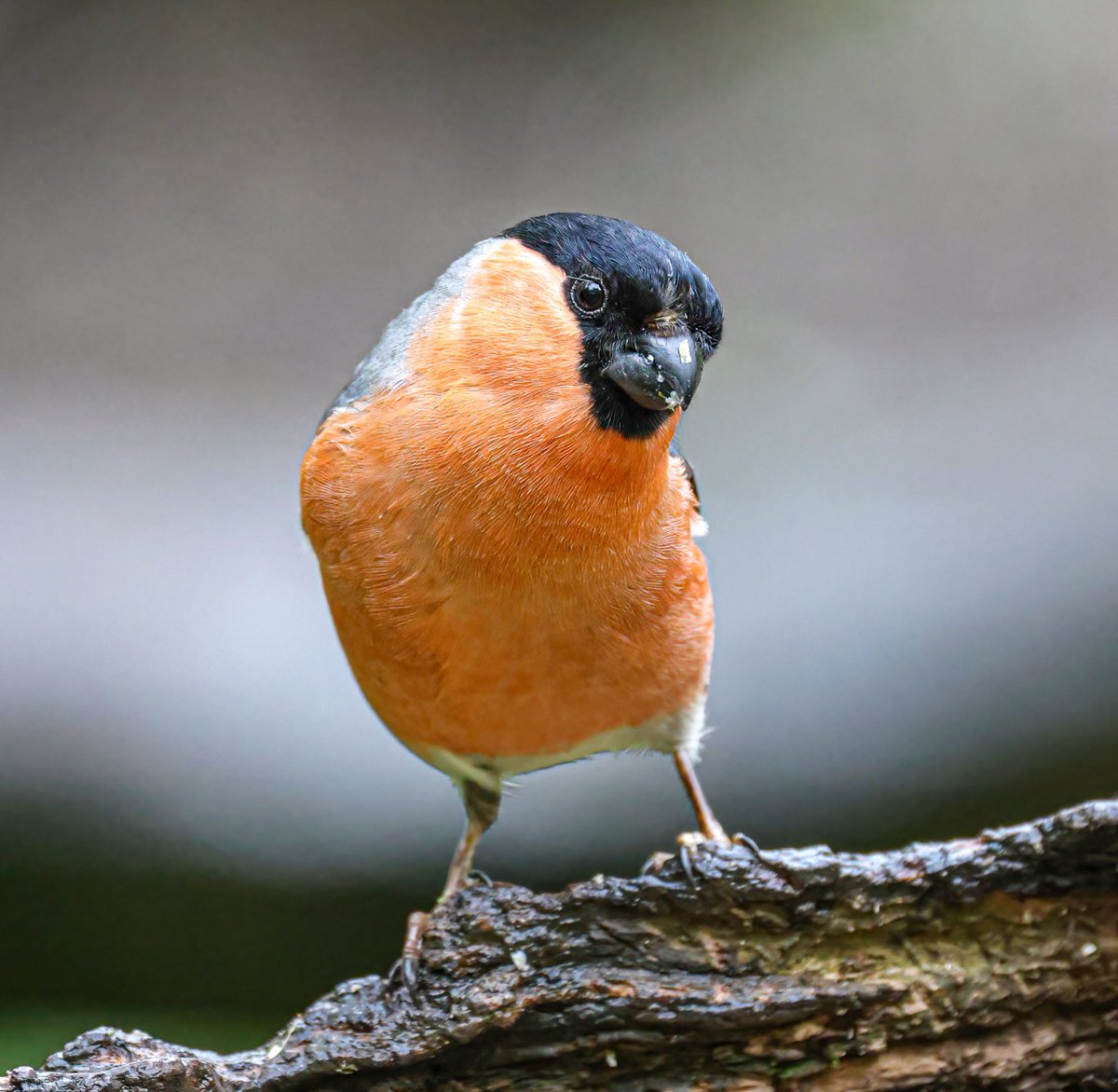 First Bullfinch ( Male ) in over 3 years in very wet conditions at @penningtonflash Wigan UK 🇬🇧 yesterday