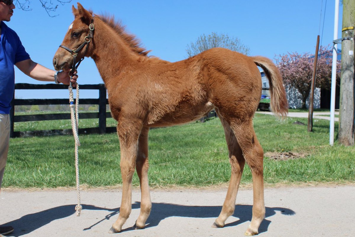 michaelsrwilson's tweet photo. More baby photos!! 🐎 👶

These foals are by Good Magic, Practical Joke, Tiz The Law, &amp; Yoshida. 

Can you guess which is which?? https://t.co/Avp4jv0EYO