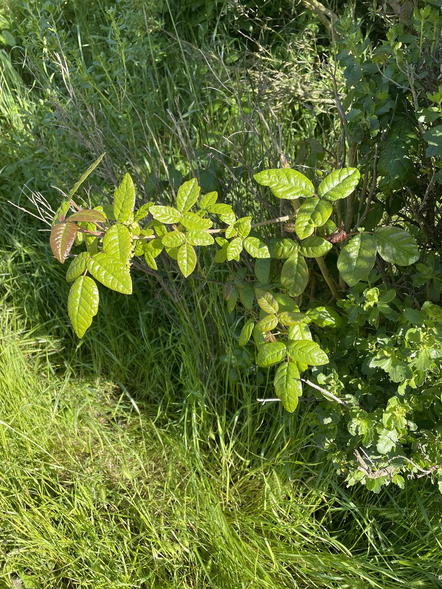 look but don’t touch!
#poisonoak