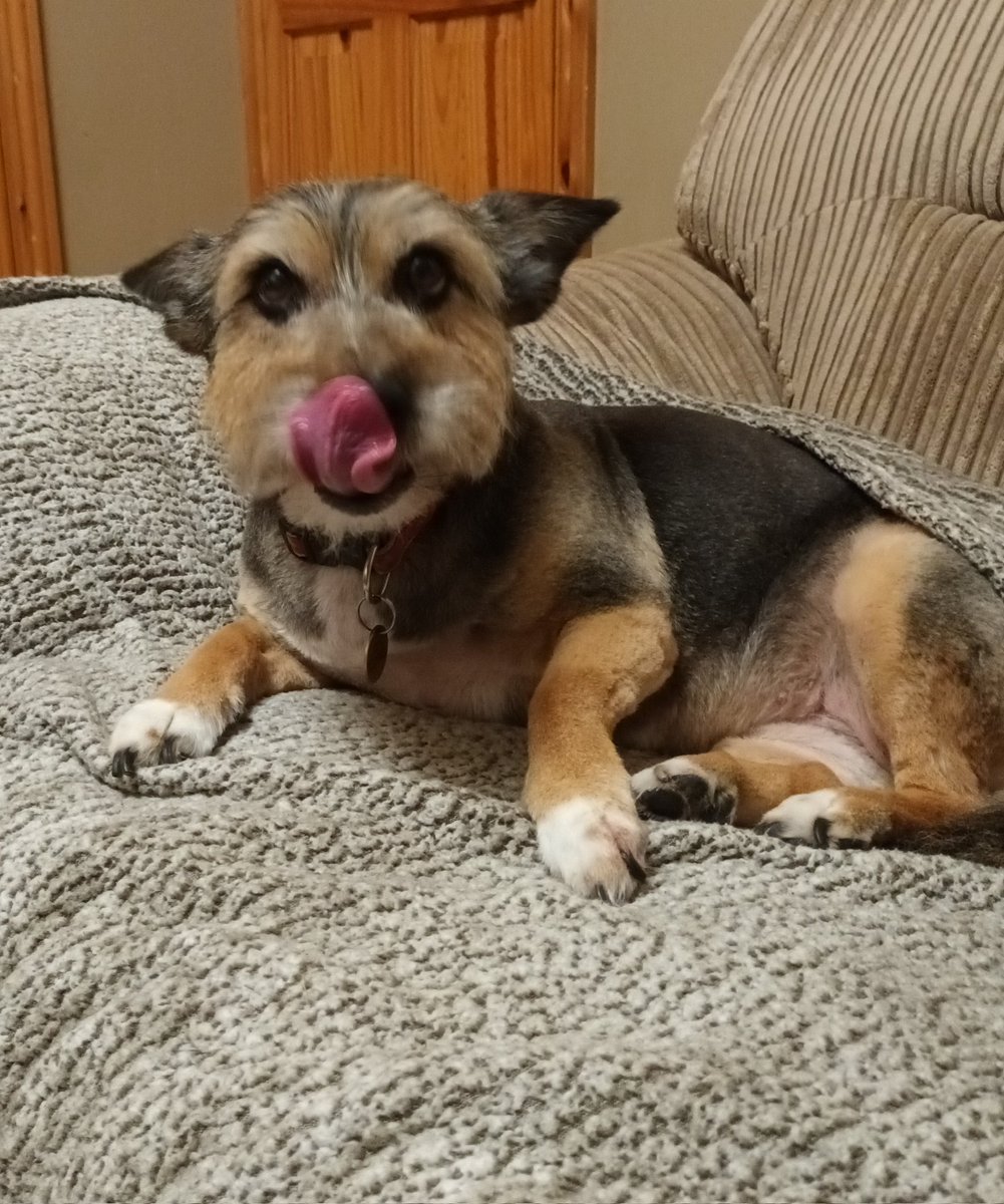 garlicsauce99's tweet image. 10 year gotcha day! Best decision EVER @DogsTrust Bridgend #BestMate @DT_Bridgend